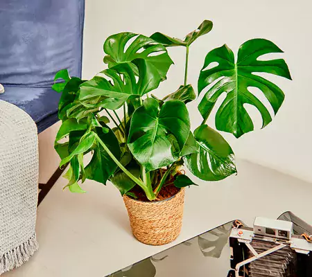 afrodite philodendro monstera deliciosa