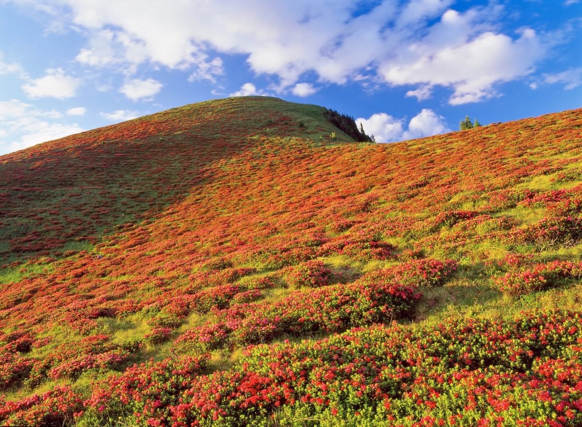 Monte Bivera rododendri