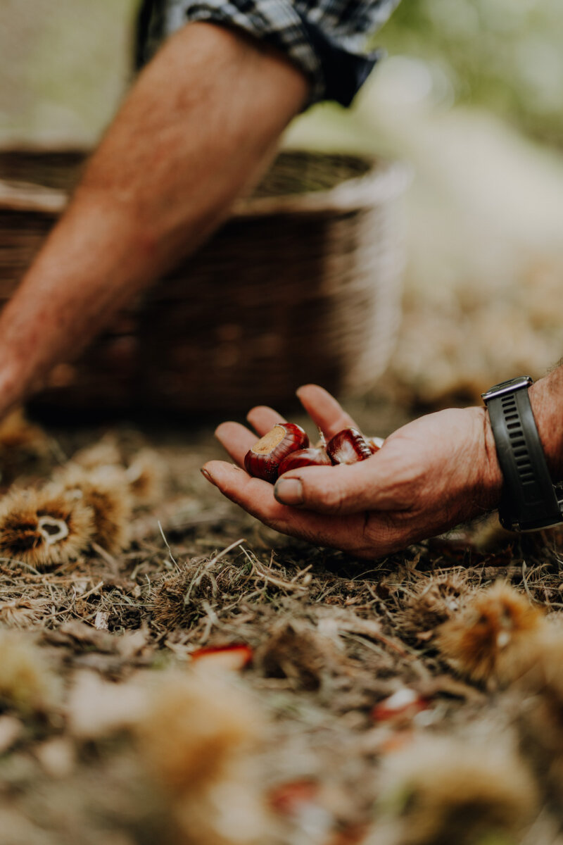 Sagre autunno Festa della Castagna