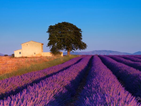 Campo di Lavanda