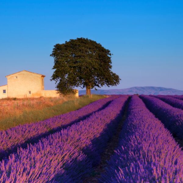 Campo di Lavanda