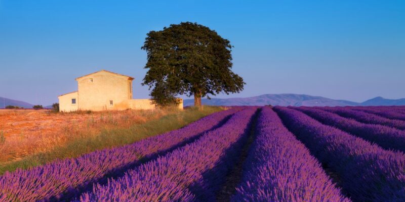 Campo di Lavanda