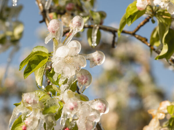 Fiori Alto Adige