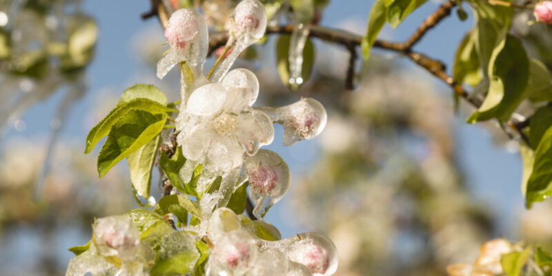 Fiori Alto Adige