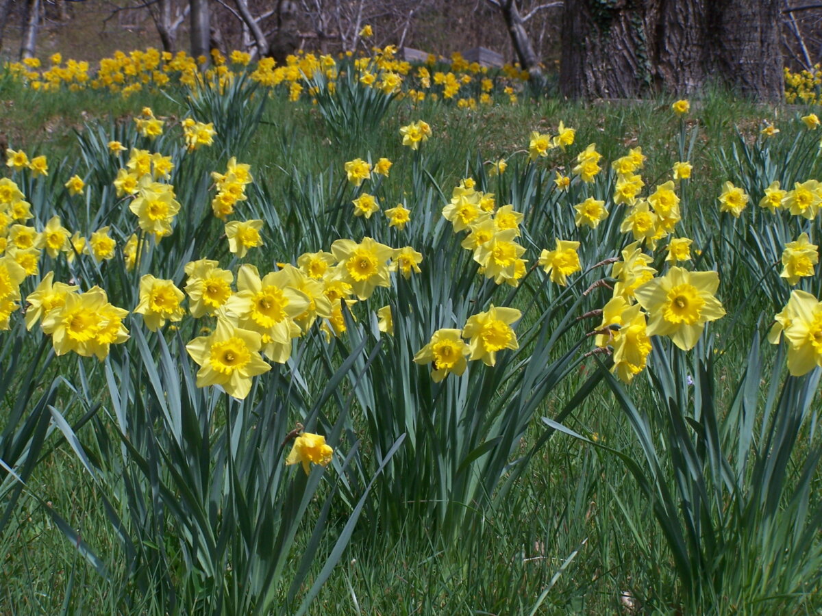 Fiori Alto Adige